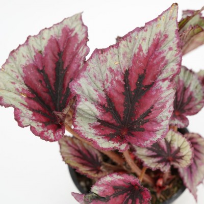 Begonia 'Shadow King Cherry Mint'