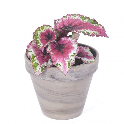 Begonia 'Shadow King Strawberry Sherbet'
