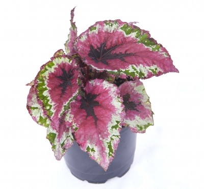 Begonia 'Shadow King Strawberry Sherbet'