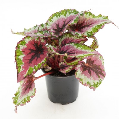 Begonia 'Shadow King Strawberry Sherbet'