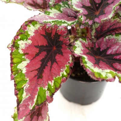 Begonia 'Shadow King Strawberry Sherbet' 4in - Washington - Cascade ...