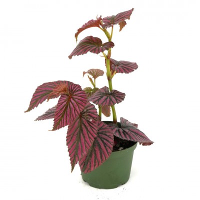 Begonia brevirimosa 'Exotica' - upright