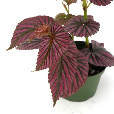 Begonia brevirimosa 'Exotica' - upright
