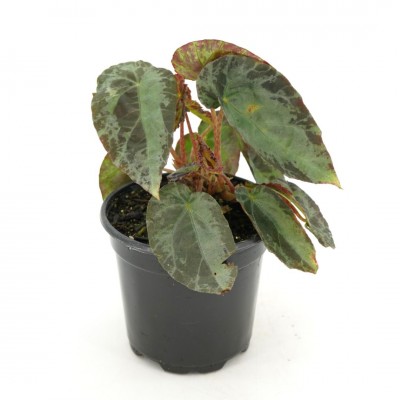 Begonia burkillii