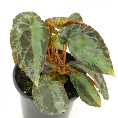 Begonia burkillii