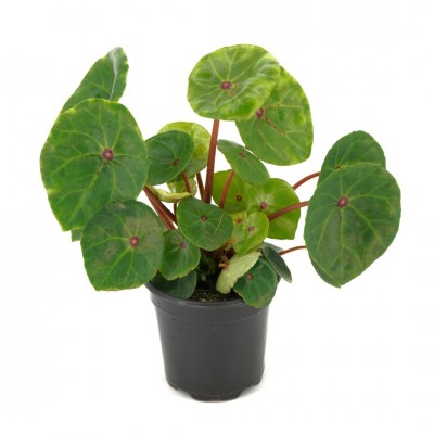 Begonia conchifolia