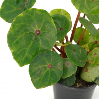 Begonia conchifolia