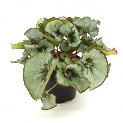 Begonia 'Escargot'