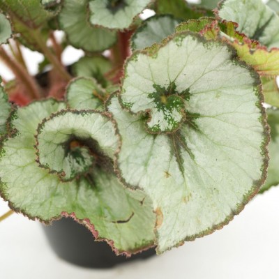 Begonia 'Escargot'