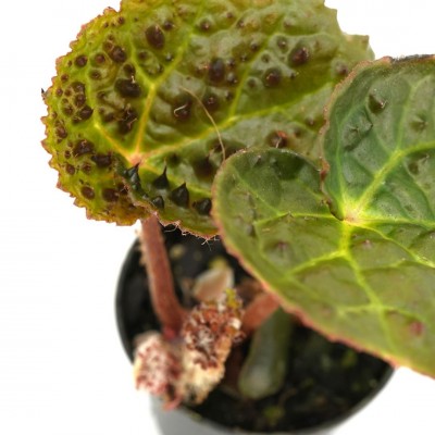 Begonia ferox