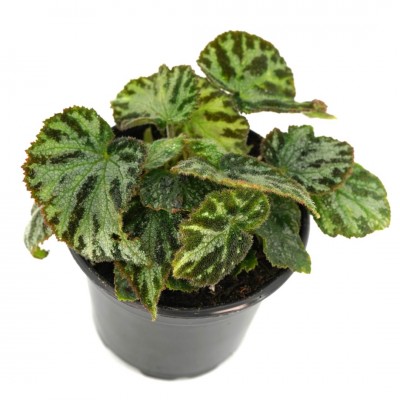 Begonia imperialis