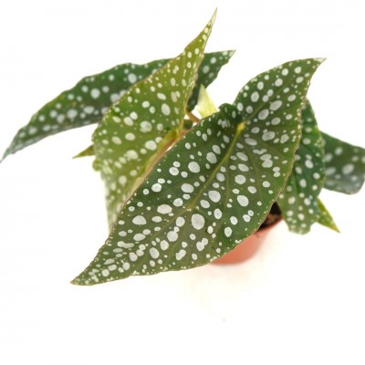 Begonia maculata Silver Spot