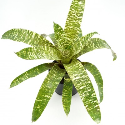 Bromeliad Vriesea ospinae var. gruberi 'Ice'