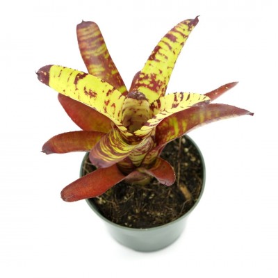 Bromeliad Neoregelia 'Guacamole'
