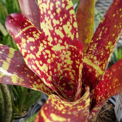 Bromeliad Neoregelia 'Tango Mango'