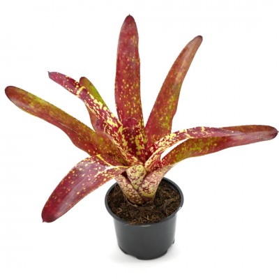 Bromeliad Neoregelia 'Tango Mango'