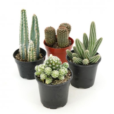 Cactus assorted