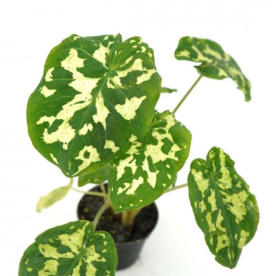 Caladium praetermissum 'Hilo Beauty'