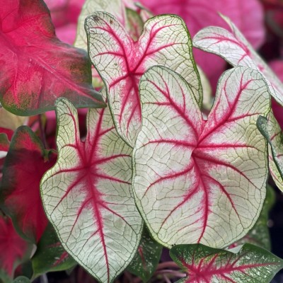 Caladium assorted