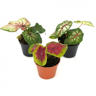 Caladium assorted 2in - Washington - Cascade Tropicals
