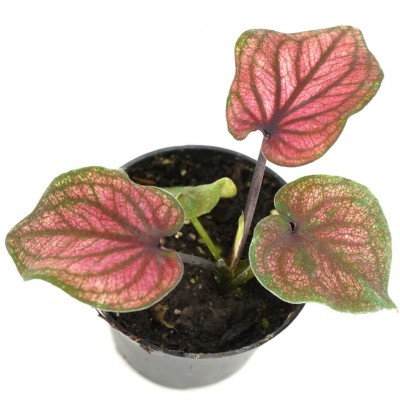Caladium assorted 2in - Washington - Cascade Tropicals