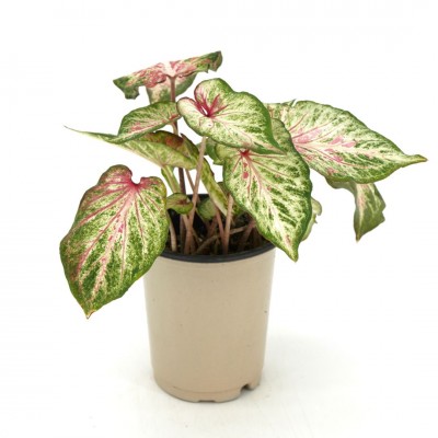 Caladium assorted 5in - Washington - Cascade Tropicals