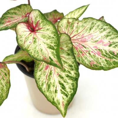 Caladium assorted 5in - Washington - Cascade Tropicals
