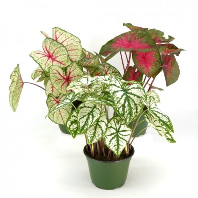 Caladium assorted 6in - Washington - Cascade Tropicals