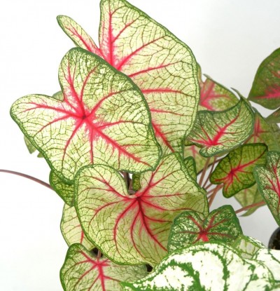 Caladium assorted