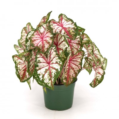 Caladium assorted