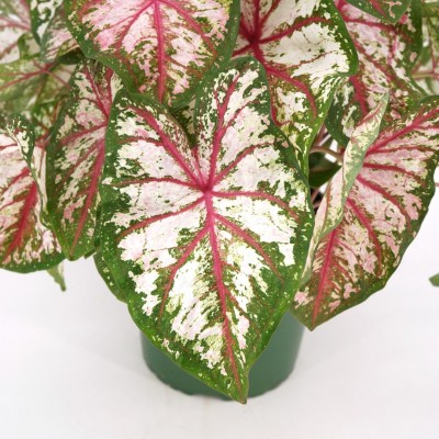 Caladium assorted