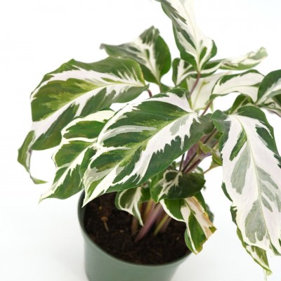 Calathea 'Stella'