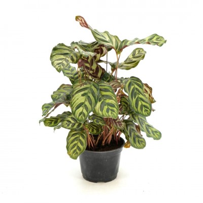 Calathea makoyana 6in - Washington - Cascade Tropicals