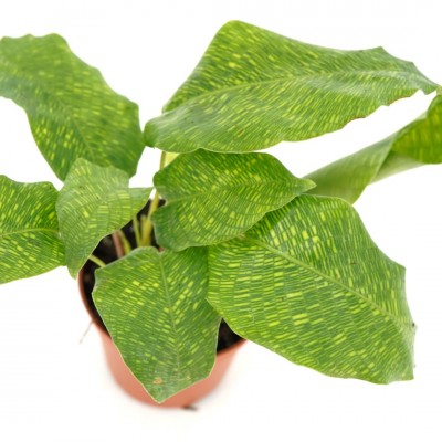 Calathea musaica