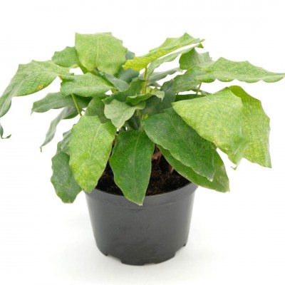 Calathea musaica