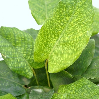 Calathea musaica