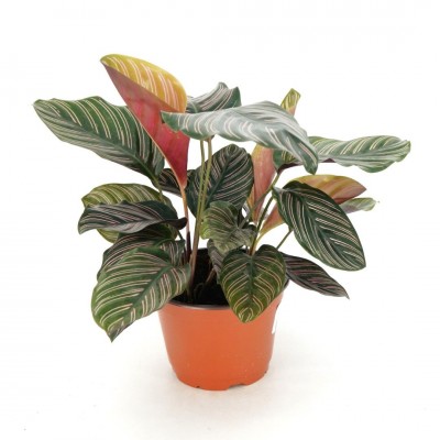 Calathea ornata 6in - Washington - Cascade Tropicals