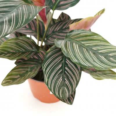 Calathea ornata 6in - Washington - Cascade Tropicals