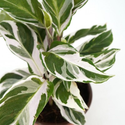 Calathea 'White Fusion'