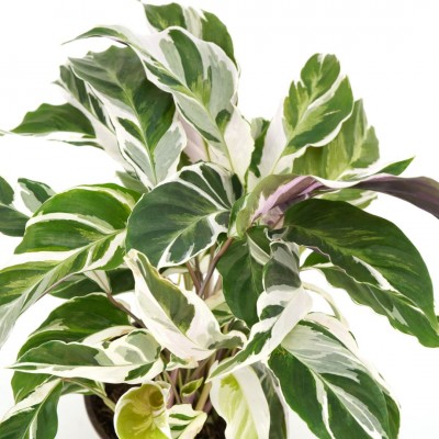 Calathea 'White Fusion'