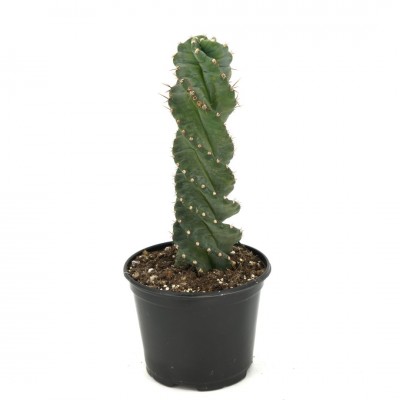 Cereus forbesii 'Spiralis'