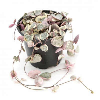 Ceropegia woodii variegata