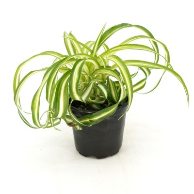 Chlorophytum comosum 'Bonnie'