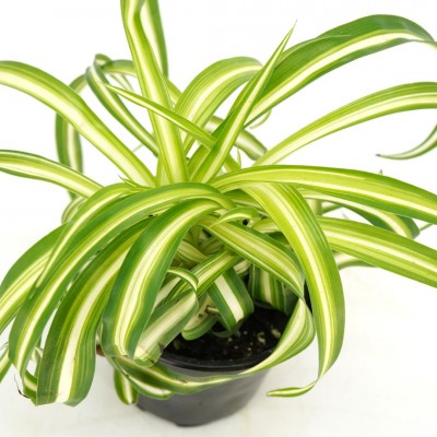 Chlorophytum comosum 'Bonnie'