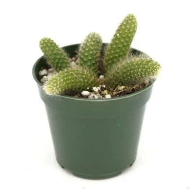 Cleistocactus winteri ssp. colademononis