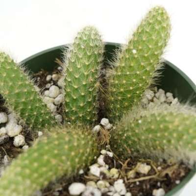 Cleistocactus winteri ssp. colademononis
