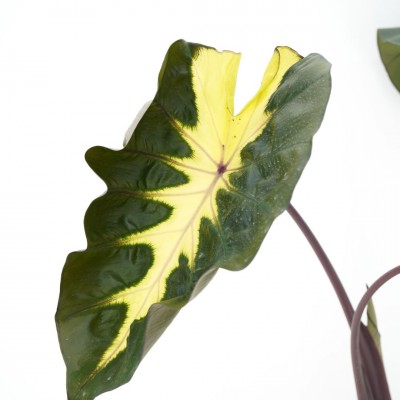 Colocasia 'Royal Hawaiian Waikiki'