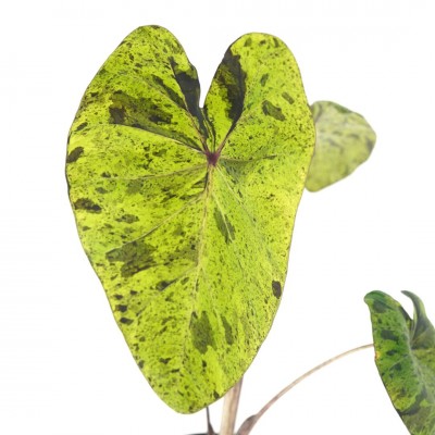 Colocasia esc. 'Mojito'