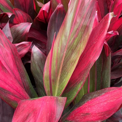 Cordyline fruticosa 'Florica' 10in - Washington - Cascade Tropicals