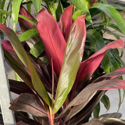 Cordyline fruticosa Florica 10in Washington Cascade Tropicals